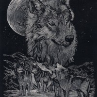 Wölfe, Kratzbild